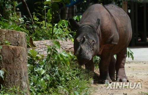 지난달 20일 인도네시아 수마트라섬 람풍의 코뿔소 보호구에서 촬영된 수마트라 코뿔소의 사진. [신화=연합뉴스자료사진]
