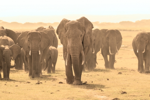 빅게임 사냥꾼을 죽음에 이르게 한 아프리카 코끼리. (사진=포토리아)