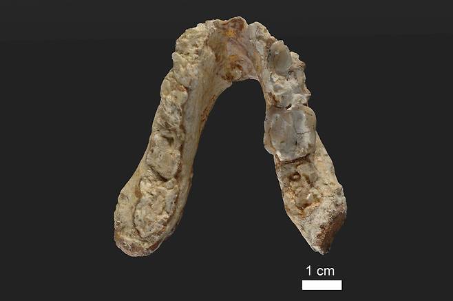 1944년 그리스 아테네에서 발견된 그라에코피테쿠스의 아래턱 뼈는 717만5천년 전의 것으로 추정된다.