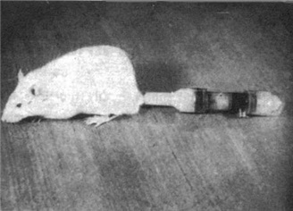 그림 5. 클라이니스와 클라인이 1960년 논문에서 소개한 '사이보그'. 삼투압 펌프를 몸에 결합시킨 이 쥐는 보통 '첫번째 사이보그'로 평가된다.