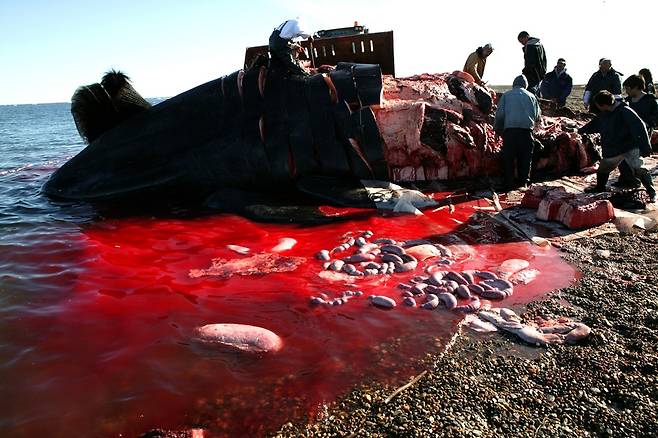 미국 알래스카의 북극해 마을 카크토비크의 원주민들이 2016년 9월 북극고래를 해체하고 있다. 고래를 사냥해 고기를 먹는 전통을 가진 에스키모 원주민들의 체내 환경오염 물질 농도가 높은 것으로 보고되고 있다.  류우종 <한겨레21> 기자 wjryu@hani.co.kr