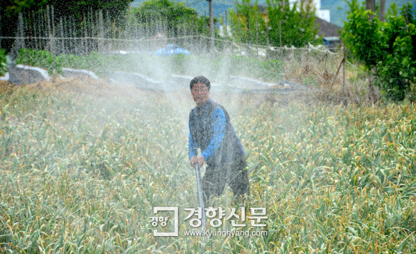 전국적으로 극심한 가뭄을 겪고 있는 30일 충남 청양군 청양읍 장승리 들녘에서 이규선씨(63)가 수확을 앞두고 있는 ‘7월마늘’밭에 관정에서 뽑아 올린 지하수를 봉수호스를 이용해 물을 주고 있다./정지윤기자