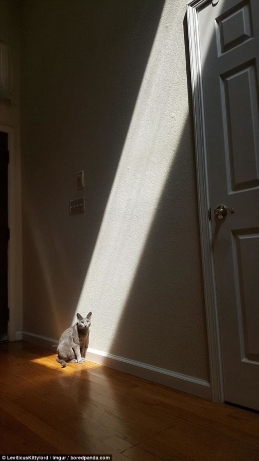 사진 속 고양이는 햇살의 따스함이 좋은걸까?