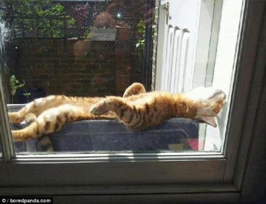 이 고양이는 햇빛이 비치는 창문 틈에 벌러덩 누워 숙면을 취하고 있는 모습이다.