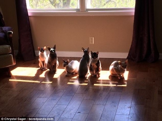 사진 속 고양이들은 햇빛이 내리쬐는 마룻바닥에 옹기종기 모여 앉아 있는 모습이다.