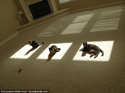 사진 속 고양이들은 햇빛이 비치는 바닥에 저마다 자리 잡고 앉거나 누워있는 모습이다.