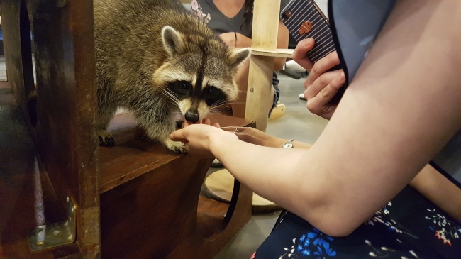 Visitors play with a raccoon inside Raccoon Cafe. (Rumy Doo/The Korea Herald)