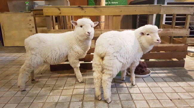 Two lambs stand by their enclosure at Thanks Nature Cafe. (Rumy Doo/The Korea Herald)