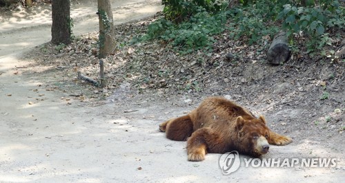 '너무 덥다곰'   연일되는 폭염에 용인 에버랜드 동물원의 곰이 지친 듯 그늘에 누워 있다. 2017.6.21 [연합뉴스 자료사진]