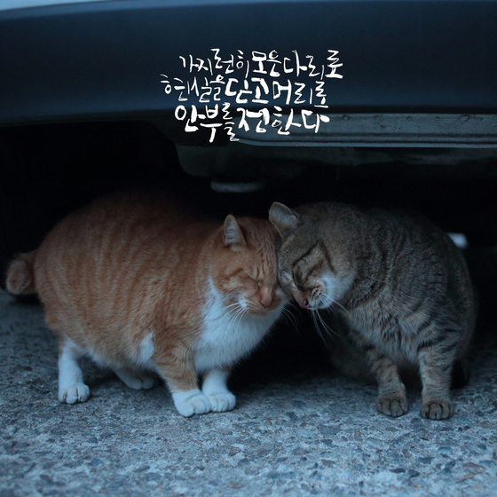 김하연 작가가 찍은 길고양이 사진