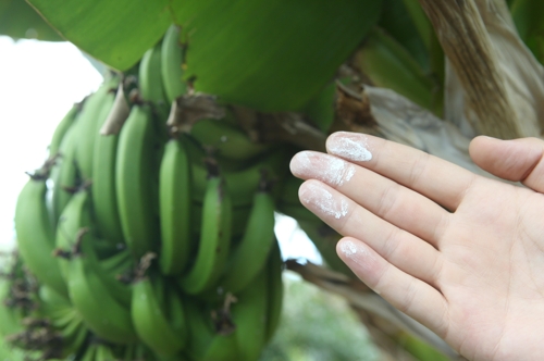 바나나 잎 뒷면을 만지면 묻어나는 하얀 가루. 파초와 바나나를 구별하는 방법 중 하나다.