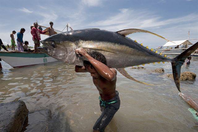 키리바시에 잡힌 참다랑어.