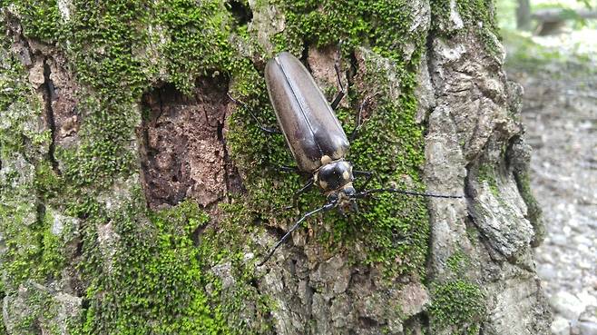 국립수목원 내 나무밑에서 발견된 장수하늘소 암컷 © News1