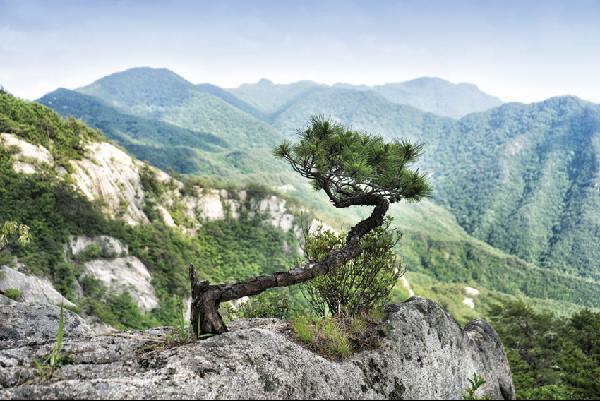 [월간산]부봉 암릉의 소나무. 멀리 보이는 산이 주흘산이다.