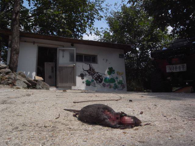 쇠족제비가 잡은 것으로 보이는 땃쥐류. 전형적으로 머리와 일부 근육만 먹고 버려두었다. 어미로부터 독립한 어린 개체들은 아무런 사전 경험 없이도 작은 설치류를 죽일 수 있다. 하정옥씨 제공