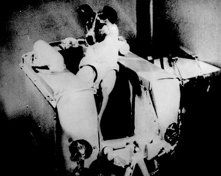 1950~60년대 미국과 소련은 경쟁적으로 개, 원숭이, 침팬지 등 동물들을 우주에 쏘아올렸다. 1957년 생명체 최초로 우주여행을 한 모스크바의 떠돌이개 ‘라이카’도 우주여행의 안전성을 확인하기 위한 목적으로 스푸트니크 2호에 실려 발사됐다. 미국 항공우주국 제공