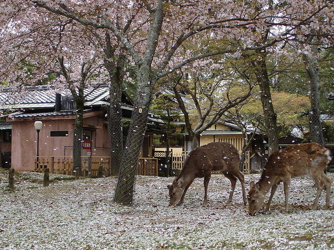 나라공원의 사슴. 출처: 위키피디아