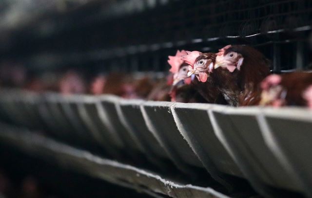 살충제 계란 파장이 전국으로 확산된 지난 16일 강원 철원군의 한 농장에서 닭들이 고개를 내밀고 있다. 식품의약품안전처는 이 농장의 계란에서 피프로닐이 국제 기준치보다 높게 검출됐다고 이날 밝혔다. 연합뉴스