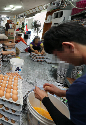 정상 계란도 폐기 지난 19일 오후 경기 수원시 한 계란도매업체 직원들이 정상 판정을 받아 유통했다가 반품돼 쌓여 있는 계란을 폐기처분하고 있다.    연합뉴스
