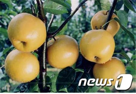 하동읍 만지 일원에서 최근 조생종인 행수배와 원황배 수확을 시작했다.© News1