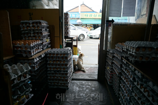 지난 23일 오후 2시께 서울 동대문구 경동시장에 위치한 한 계란 판매점. 팔리지 않은 계란이 가게 내부에 높게 쌓여있다. [사진=박로명 기자/dodo@heraldcorp.com]
