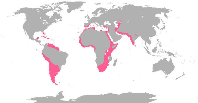 홍학의 서식지 분포. 큰홍학은 아프리카와 지중해 서아시아에 분포한다. 위키미디어 코먼스 제공