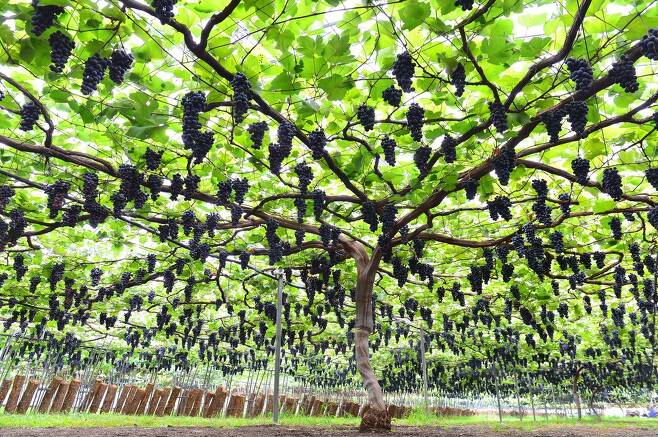 전북 고창군 성송면 희성농장에는 포도나무 1그루에 4천송이가 열려 수확을 앞두고 있다. 고창군 제공