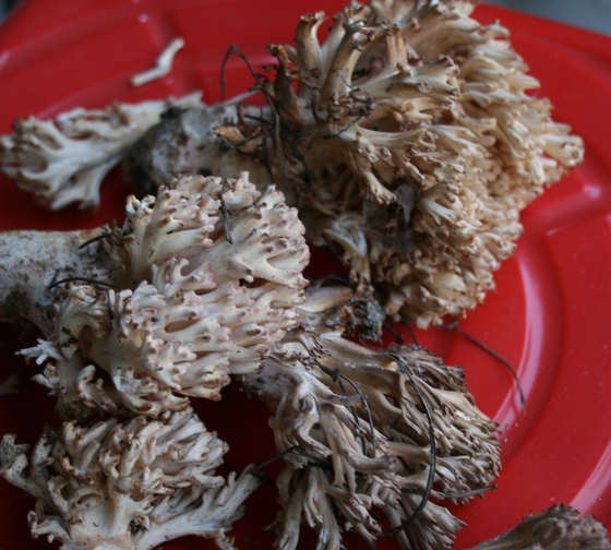 2008년 10월 5일 청송 송소고택에 갔을 때 이웃 주민이 뒷산에서 따온 싸리버섯.