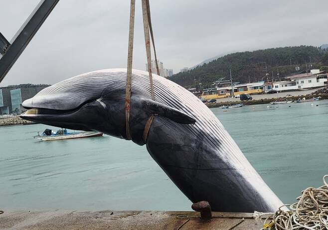 ▲ 부산 기장군 해상에서 발견된 고래 사진 : 연합뉴스 