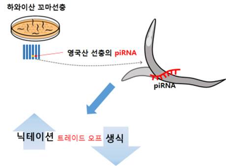 서울대 연구진, 선충이 달팽이에 달라붙어 '집' 옮기는 '히치하이킹' 원리 밝혀내