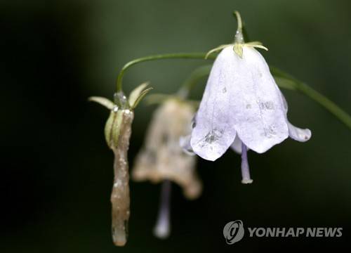 가을 숲 속 연보라빛 종