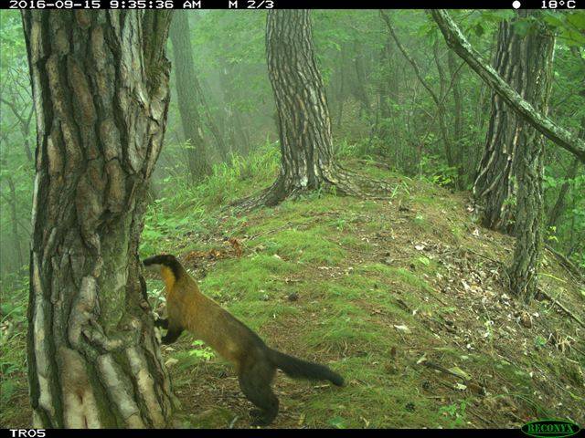 담비가 나무에 기대어 있는 모습이 무인센서카메라에 담겼다. 국립생태원 제공