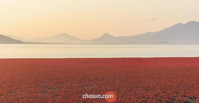 인천광역시 강화도 갯벌에는 붉은 나문재 초원이 많다. 해 뜰 녘이면 하늘 나는 백로 떼와 함께 선경을 이룬다. 이 붉은 선경 속에 380년 전 벌어진 병자호란의 비밀이 숨어 있다. /박종인 기자