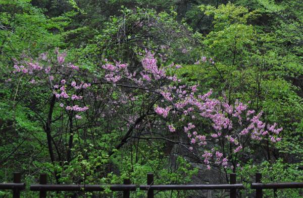 전통적으로 귀신을 쫓아내고 불로장생하는 나무로 숭상되어온 복숭아나무의 꽃.