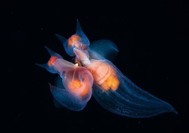 바다 민달팽이 세 마리의 로맨스 (Romance among the angels) - Andrey Narchuk(러시아)/2017 Wildlife Photographer of the Year