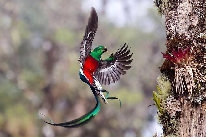 케찰의 먹이 전달 (Resplendent delivery) - Tyohar Kastiel(이스라엘)/2017 Wildlife Photographer of the Year