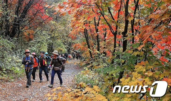 지리산 피아골 단풍. 구례군 제공© News1