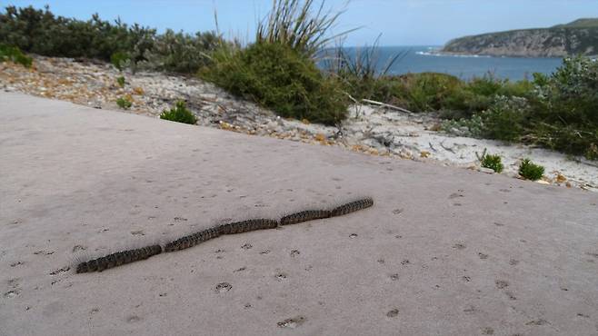 막대기인 줄 알았는데, 길을 건너는 벌레들의 대열이었다.  긴수염 제공