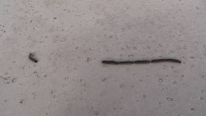 한 벌레가 대열에서 떨어졌다. 긴수염 제공