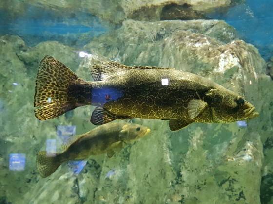 다누리 아쿠아리움에 살고 있는 쏘가리. 30㎝ 정도 크기로 몸에 표범 무늬 반점이 보인다. 최종권 기자
