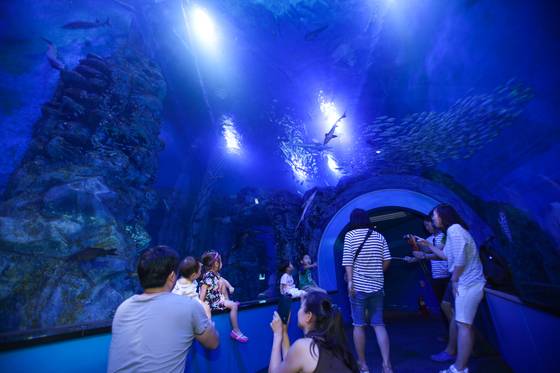 다누리 아쿠아리움은 다양한 민물고기와 세계 각국의 희귀 민물어류가 전시돼 가족 단위 관람객들이 많다. [사진 단양군]