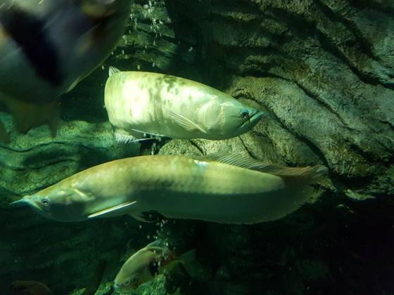 1m 정도 크기의 아로아나는 아마존 강에 주로 서식한다. 최종권 기자