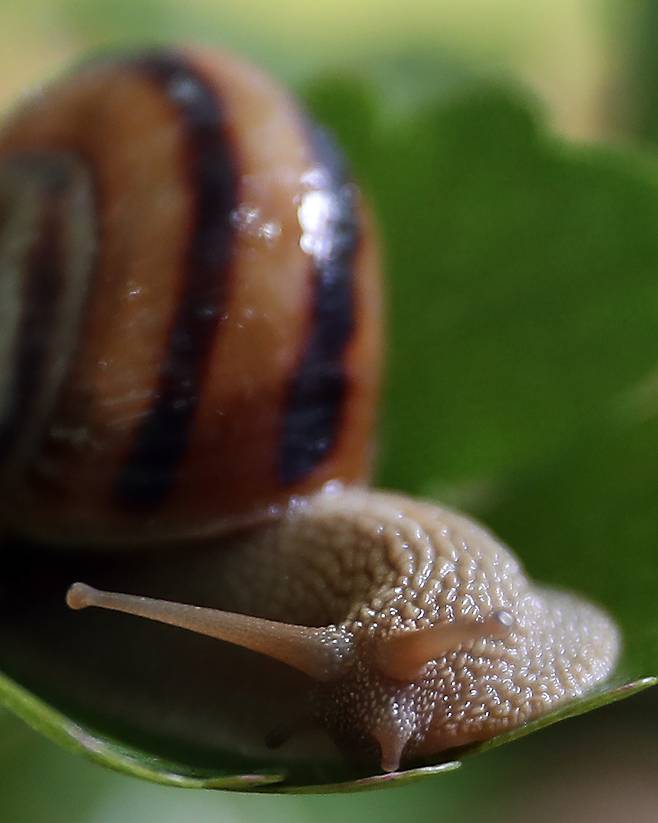 몸의 선명한 돌기가 선명할수록 달팽이가 건강하다는 의미다. 우상조 기자