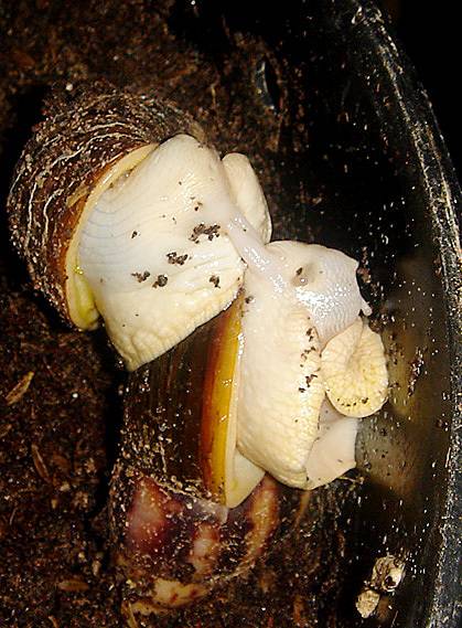 교미하고 있는 백와 달팽이. 마승현씨는 달패이가 "10시간 이상 교미를 하기도 한다"고 말했다. [사진 팽이랑농원]