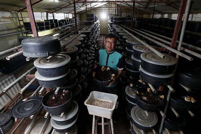 경기도 시흥시에 위치한 팽이랑 농원에는 10만 마리의 애완용 달팽이를 사육하고 있다. 사장인 마승현씨는 20여 년간 달팽이를 배양해온 달팽이 전문가다. 우상조 기자