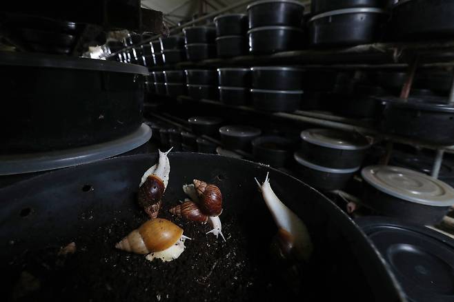 마승현씨는 사람의 손길에 민감해 만지면 껍데기 속으로 숨어버리는 일반적인 달팽이와 달리 동양 달팽이는 비교적 손길에 둔감해 애완용으로 적합하다 말했다. 우상조 기자