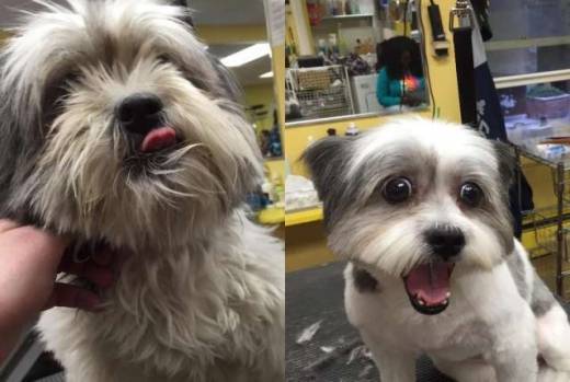 유기견 미용 전후 모습 - 마크 임호프