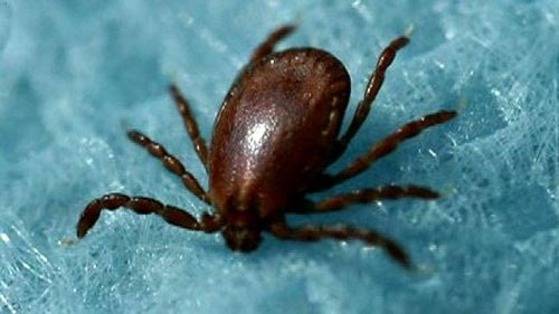 살인 진드기. [중앙포토]