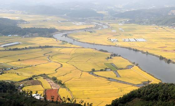 추석 황금연휴 마지막날인 9일 황금벌판을 이룬 충남 예당평야 주변으로 예당호가 유유히 흐르고 있다. [중앙포토]
