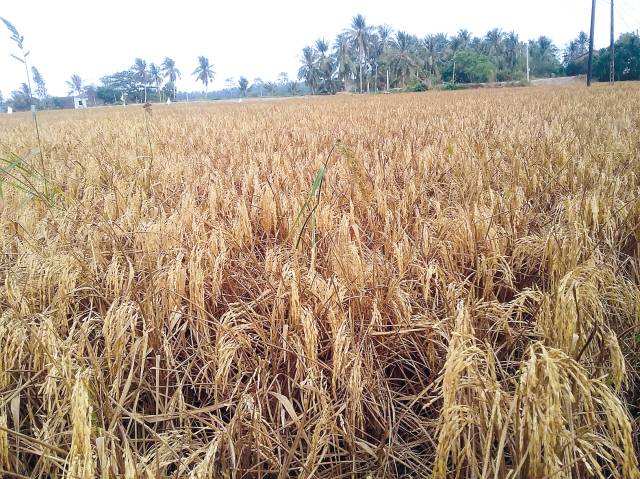 지난해 극심한 가뭄을 겪은 베트남 메콩 델타의 농경지 모습. [제공=베트남 끄롱 벼연구소]